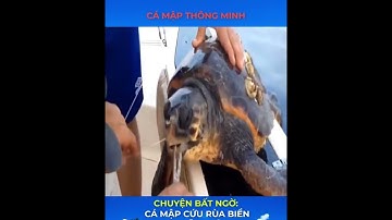 Độc lạ Bình Dương Cá mập Cứu Rùa Biển