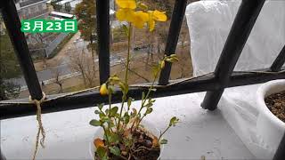 ブロッコリースプラウトを鉢植えにしたらどうなるのか？お花