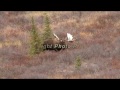 Big 70" Denali Bull and Cow Moose Rut Behavior 1080p