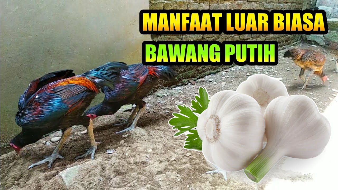 Manfaat bawang putih untuk ayam peliharan kita YouTube Manfaat bawang putih untuk ayam peliharan kita YouTube