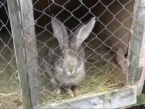 ეს ყველამ უნდა ნახოთ! სოფელში ძაღლმა საშინელი ურჩხული დაიჭირა