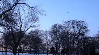 Crows coming into roost at Loring Park