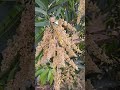 केशर आंबा मोहर #likesharesubscribe #farmers #mango #plants #motivation #ttanding #shorts #viral #Nkc