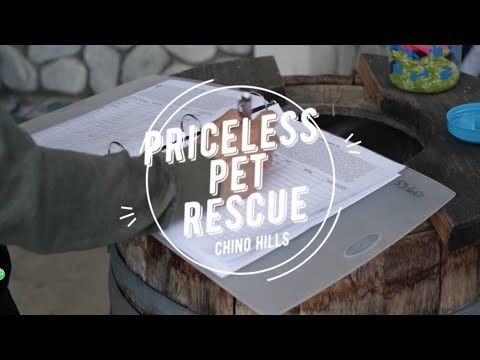 Priceless Pet Rescue: Pack Walks