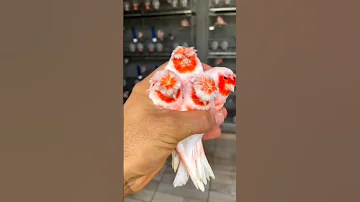 كناري الموزاييك 