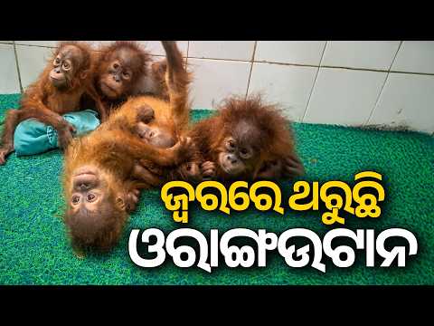 Rescued Baby Orangutans In Nandankanan Zoo | Health Update & Diet Change | Argus News