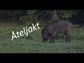 Åteljakt på vildsvin. Vildsvin skjuts på film.