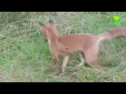 Лиса в живой природе