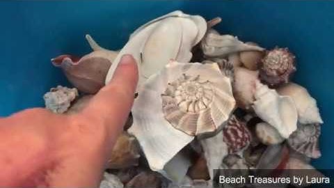 My shells are stinky!  ➩ Shell cleaning tips!! 🐚