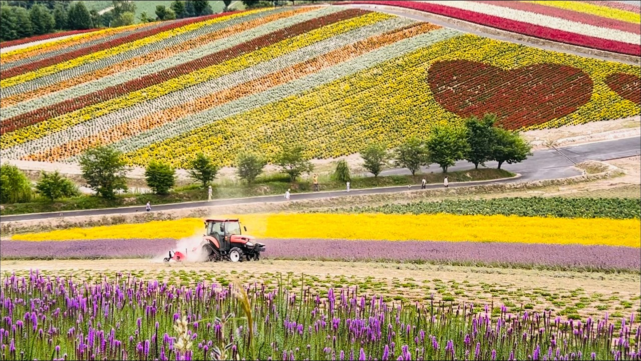 Panoramic Flower Gardens SHIKISAI-NO-OKA 四季彩の丘 - YouTube