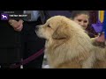 Tibetan Mastiff | Breed Judging 2020 の動画、YouTube動画。