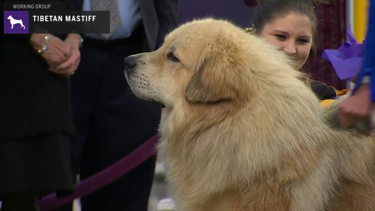 tibetan mastiff dog show