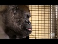 Watch Ozzie the Gorilla Interact on a Touchscreen Computer