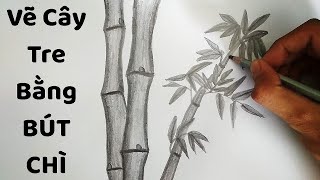 Cách Vẽ Cây Tre đơn giản bằng bút chì 9  How to Draw Bamboo with pencil   Kim Chi Art  Draw  YouTube