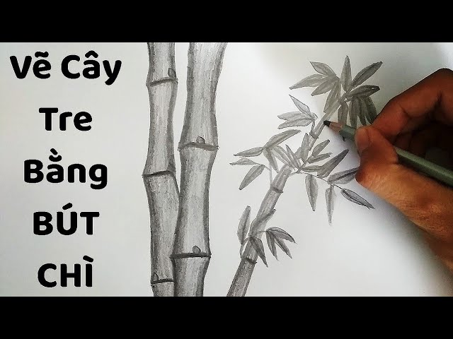 Vẽ Cây Tre bằng bút chì - How to draw Bamboo - YouTube