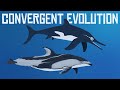 Convergent Evolution: Dolphins and Ichthyosaurs