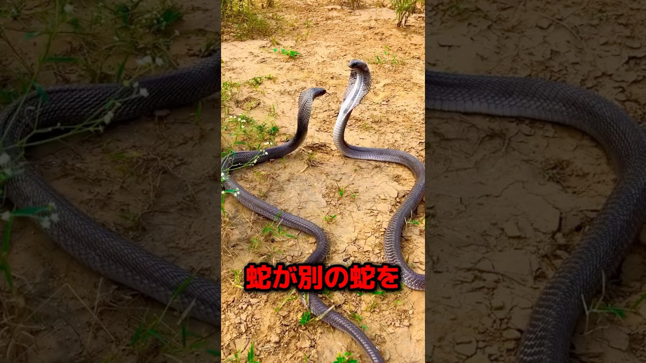 もしも蛇が別の蛇を噛むとどうなるのか