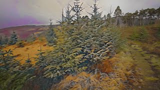 Patterned pine trees | LSD visuals nature (Psychedelic pattern test)