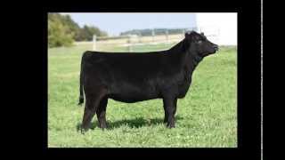 2015 Rosewood Inaugural Online Heifer Sale Tag 7001