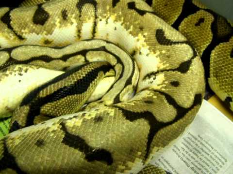rat snakes in alabama Brian Gundy Shares Lock Up Between Bumble Bee And Pastel Ball Pythons