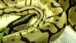 Brian Gundy Shares Lock Up Between Bumble Bee And Pastel Ball Pythons