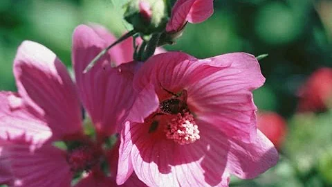 Quand et comment planter rose trémière ?