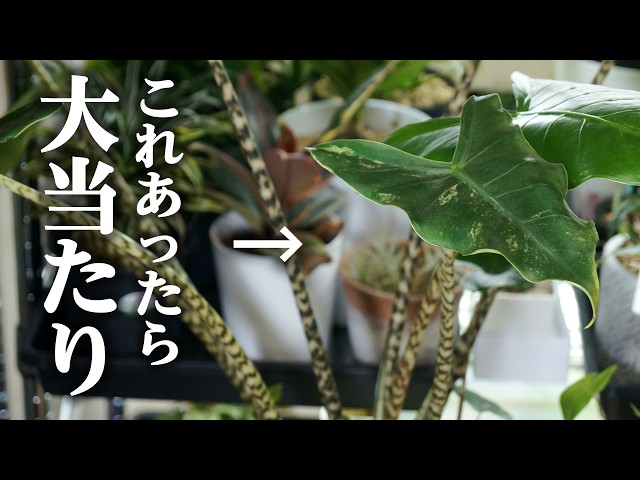 たま～に見つかる鬼レア観葉植物！買う時は必ずここをチェックして
