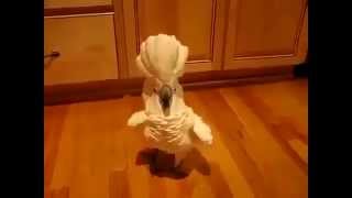 Прикол! Осторожно!!! В доме злой попугай))) Прикол! Осторожно!!! В доме злой попугай)))