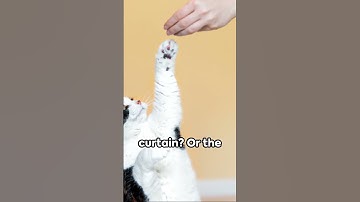 Do Cats Have a Sense of Humor?  #catshumor