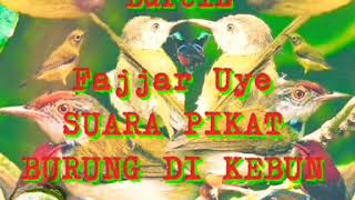 SUARA PIKAT burung di kebun atau di hutan