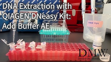 DNA Extraction with QIAGEN DNeasy Kit: Add Buffer AE