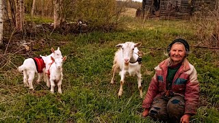 Ночью ей пугающе жутко. д.Вольное Раменье Бологовский рн Тверской обл