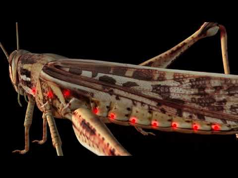 Video: Serangga apa yang memiliki spirakel?