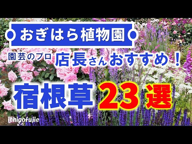 Direct from the Ogihara Botanical Gardens Pro] Perennial