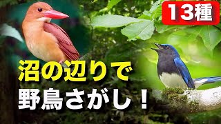 アカショウビンの生息地へ向かおう！