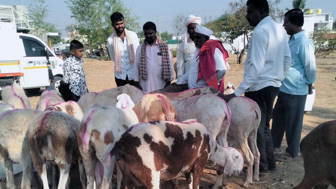 आटपाडी शेळ्या मेंढ्यांचा बाजार व्हिडिओ पूर्ण वॉच करा#