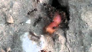 Ants kill a worm