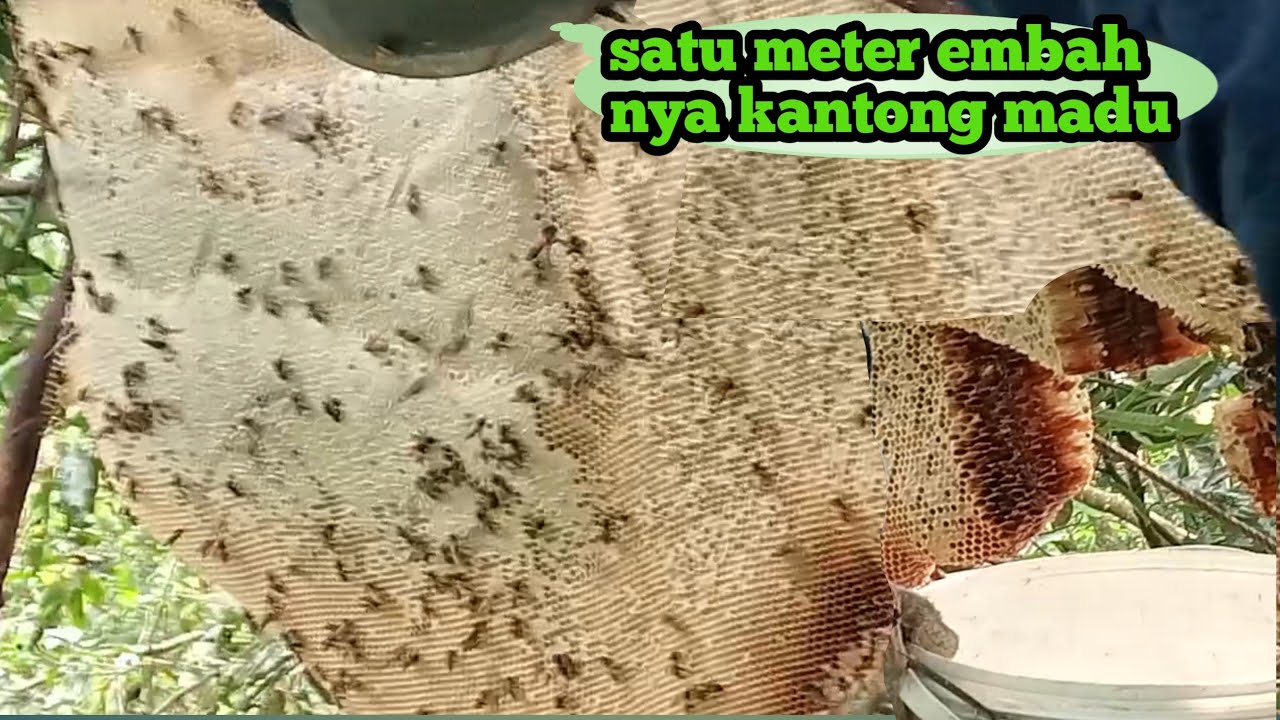 Sarang 3 MTR luar biasa hasil 2 embar menakjubkan # panen madu # Apis # dorsata 