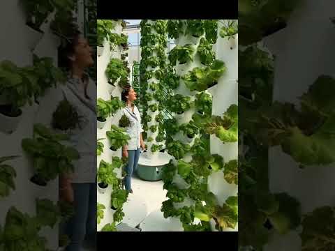 Видео: Подвесные овощные растения - Овощи, которые растут в подвесных корзинах