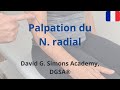 Palpation du n radial