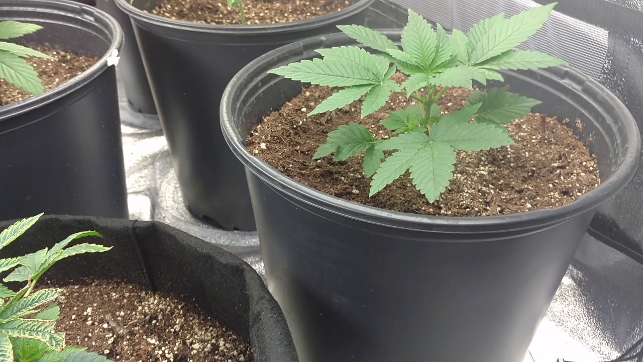 3 week full review of t5 light veg growth