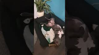 Amerykański Stafford Terier Amstaff Blue Potworek I Kosteczka