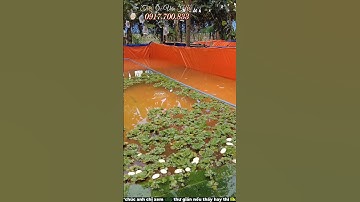 Tới Nơi Kiểm Tra Nước Xử Lý Thuốc & Thả Ốc Bươu Đen Giống Cho Khách Tri Tôn An Giang