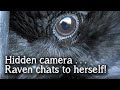 Fable the Raven | Hidden Camera | Raven talking and singing to herself