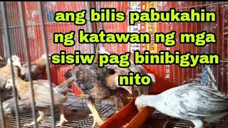 patuka ng mag sisiw para mapabilis ang paglaki at pagbuka ng katawan