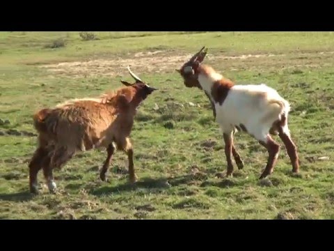 funny-goats-fighting