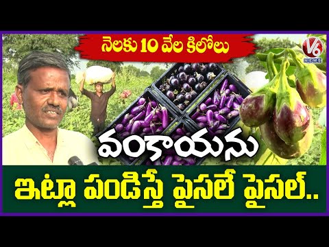 Surat Seed Brinjal Farming Magic! :15 Quintals Yield Per Acre | 7 Cuttings a Month | Adilabad | V6 - V6NEWSTELUGU