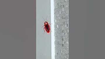 UNA CUCARACHA VOLADORA!!! 😱 #shorts