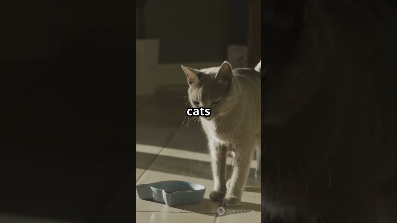 10 Purr-fect Facts About Cats! 