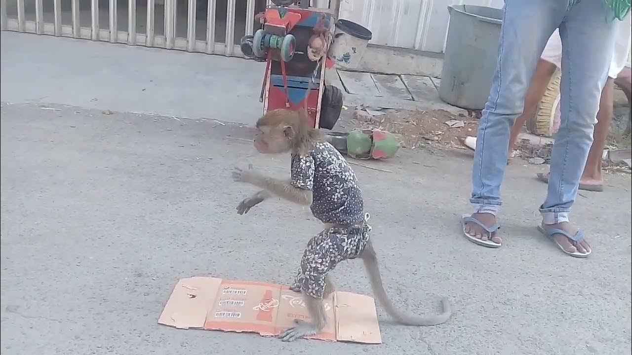 aktraksi topeng monyet..naik motor.@ - YouTube